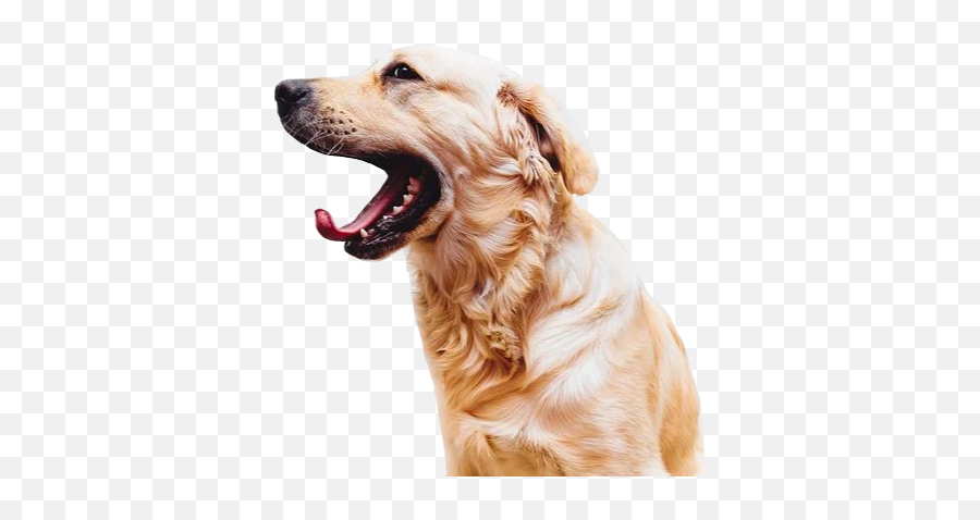 Largest Collection Of Free - Toedit Golden Retriever Stickers Emoji,Golden Retriever Emoji Gif