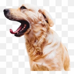 Largest Collection Of Free - Toedit Golden Retriever Stickers Emoji,Golden Retriever Emoji Gif