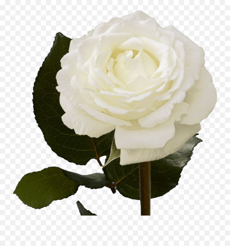 White And Cream Garden Roses Globalrose Emoji,Rose Emoji