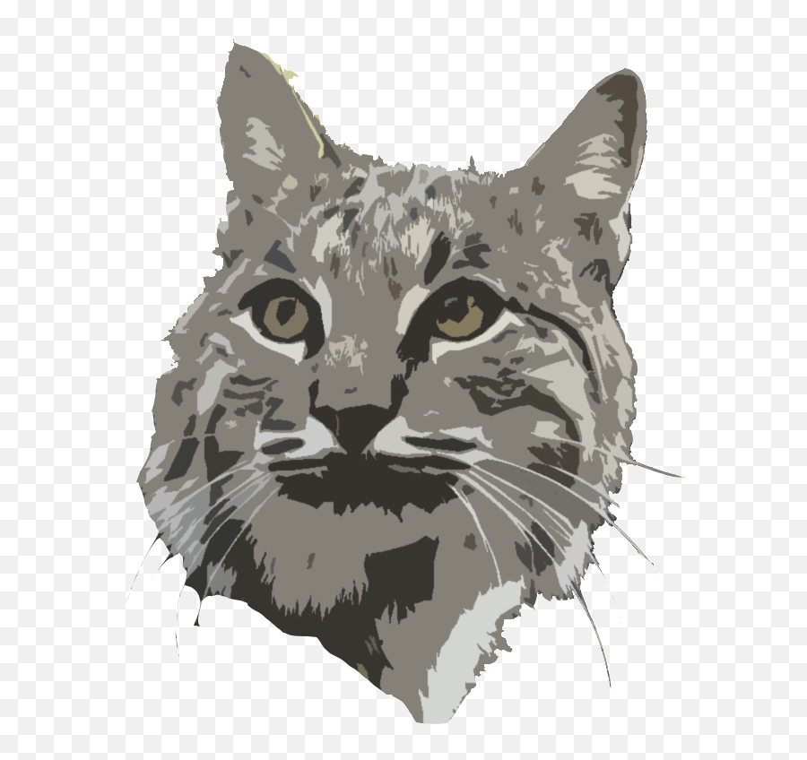 Bobcat Prey Preference U2014 The Roaming Ecologist Emoji,Tabby Cat Emoji