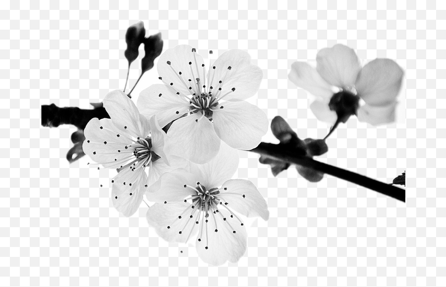 Japan Sakura Flower Blackandwhite - Cherry Blossom Emoji,Sakura Flower Emoji