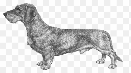 Dachshund Standard - Pedigreed Breeds Dogwellnetcom Vulnerable Native Breeds Emoji,Dogs Trust Emoji