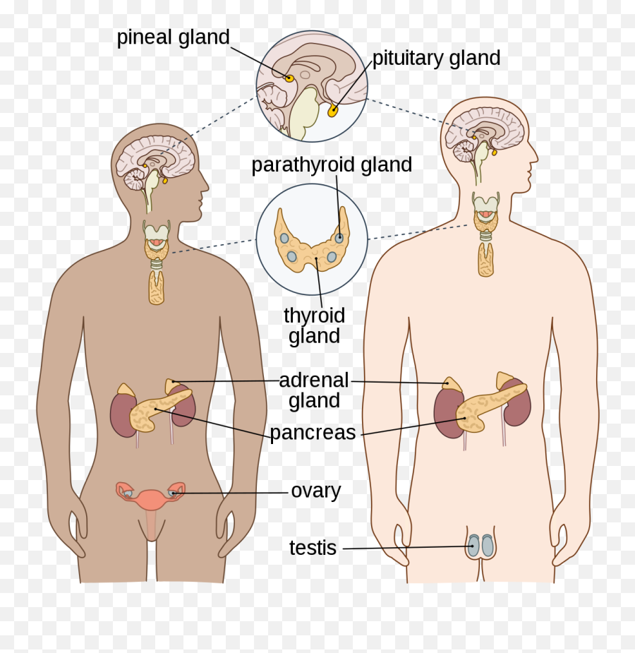 Endocrine System - Endocrinology Meaning In Tamil Emoji,Molecules Of Emotion Flipkart