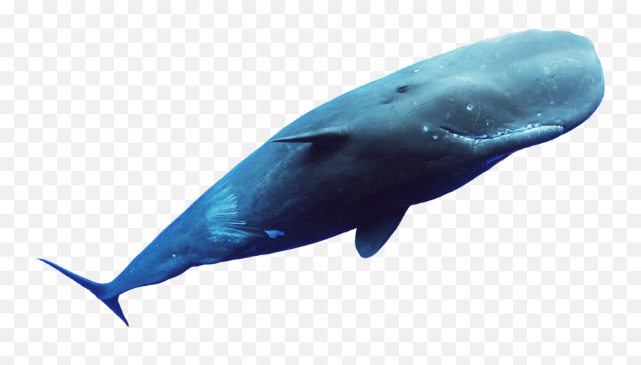 Whale Culture - Wal Transparent Emoji,Orcas Brain Emotions