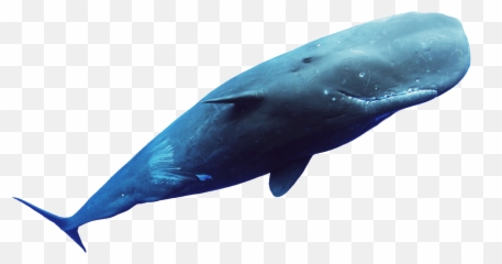 Whale Culture - Wal Transparent Emoji,Orcas Brain Emotions