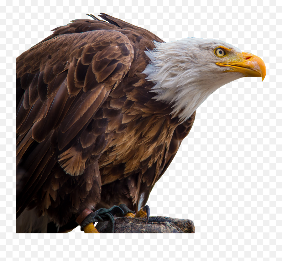 Png Images Eagle - White Tailed Eagle Free Emoji,The Emotions Of Eagles