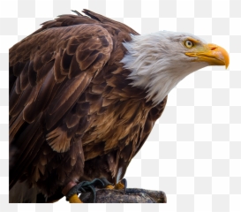 Png Images Eagle - White Tailed Eagle Free Emoji,The Emotions Of Eagles