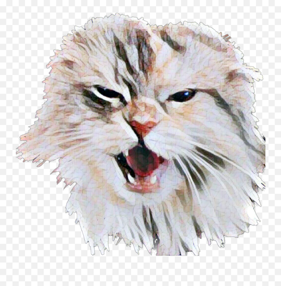 Chenoa Cat Mainecoon Hissing Sticker - Aggression Emoji,Coon Emoji