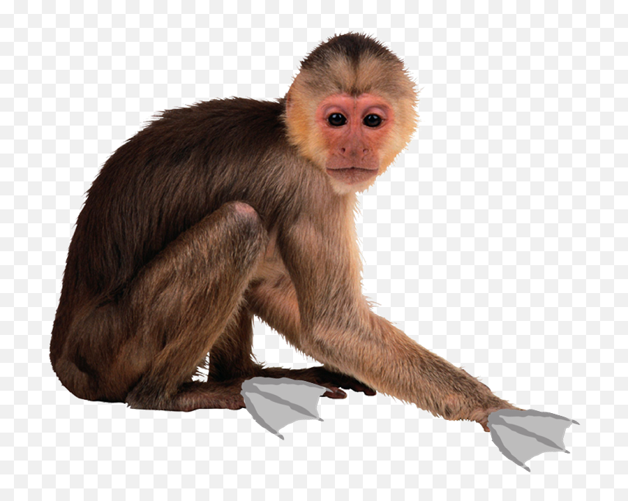 Funny Monkey Png - Real Monkey Png Real Monkeys Transparent Monkey Emoji,Little Monkey Emojis