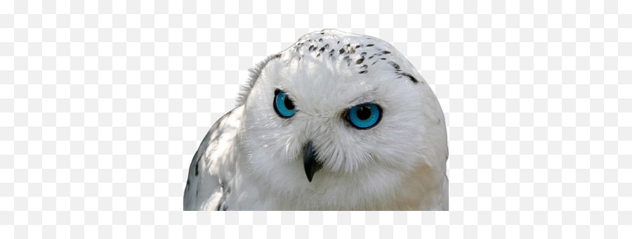 Owl Meme Stickers - Coruja Branca De Olho Azul Emoji,Owl Emoticon For Text Messages