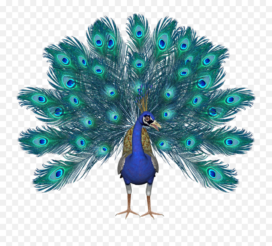 Peacock Bird Peacock Feathers Colored Crownpeacock Bird - Pavo Real Fondo Blanco Emoji,Peacock Feather Ascii Emoticon