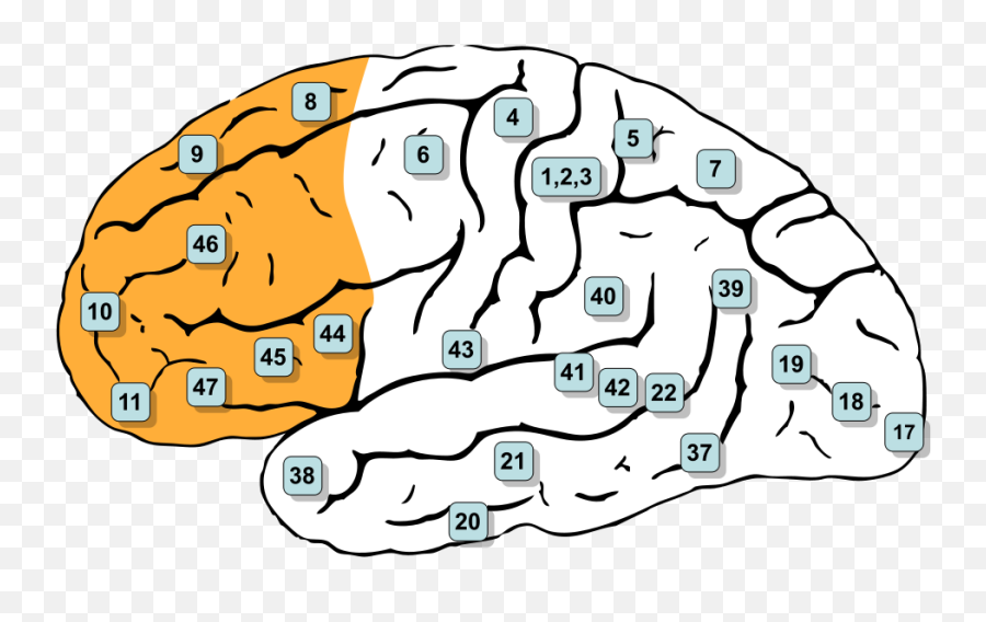Savantism - Neurowiki 2014 Emoji,Sm Draw Emotion Amygdala