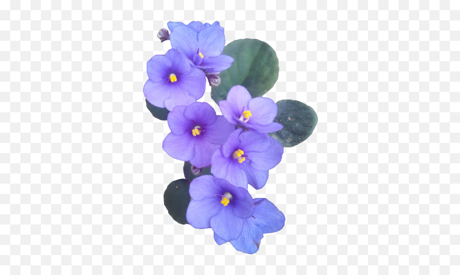 Flower Purple Flower Emoji Png - Transparent African Violet Png,Whats The Purple Emoji
