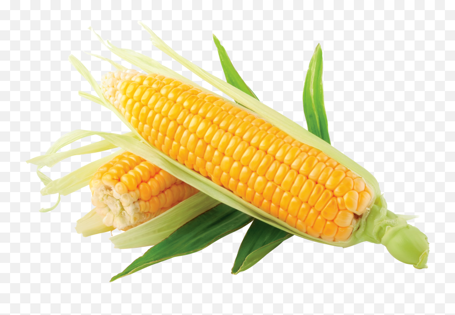 Corn Images Download Yellow Corn Clip - Corn Png Emoji,Corn Emoji