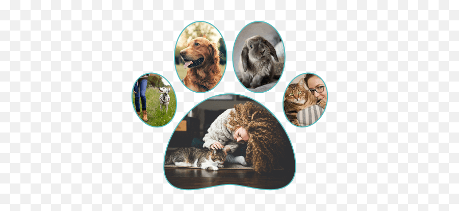 Top Rated Local Veterinarians U2013 Live Oak Animal Hospital - Cat Emoji,Buy Small Images Of Emotions And Feelings Vero Beach Florida