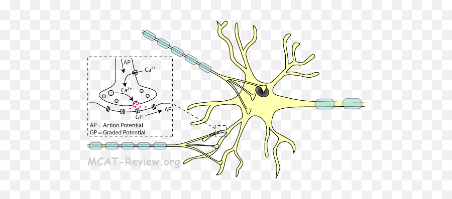 Specialized Eukaryotic Cells And - Eukaryotic Cell Neuron Emoji,Neurotransmitters And Emotions Mcat