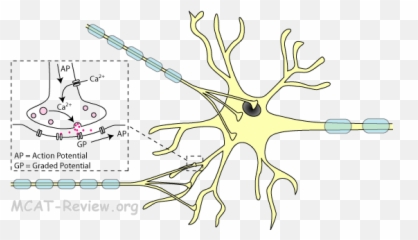 Specialized Eukaryotic Cells And - Eukaryotic Cell Neuron Emoji,Neurotransmitters And Emotions Mcat
