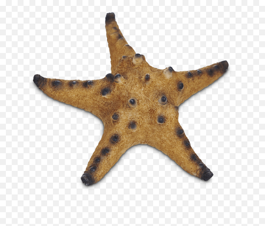 Imagitarium Starfish Resin Aquarium - Pet Co Fish Decor Emoji,Starfish Emoticon For Facebook