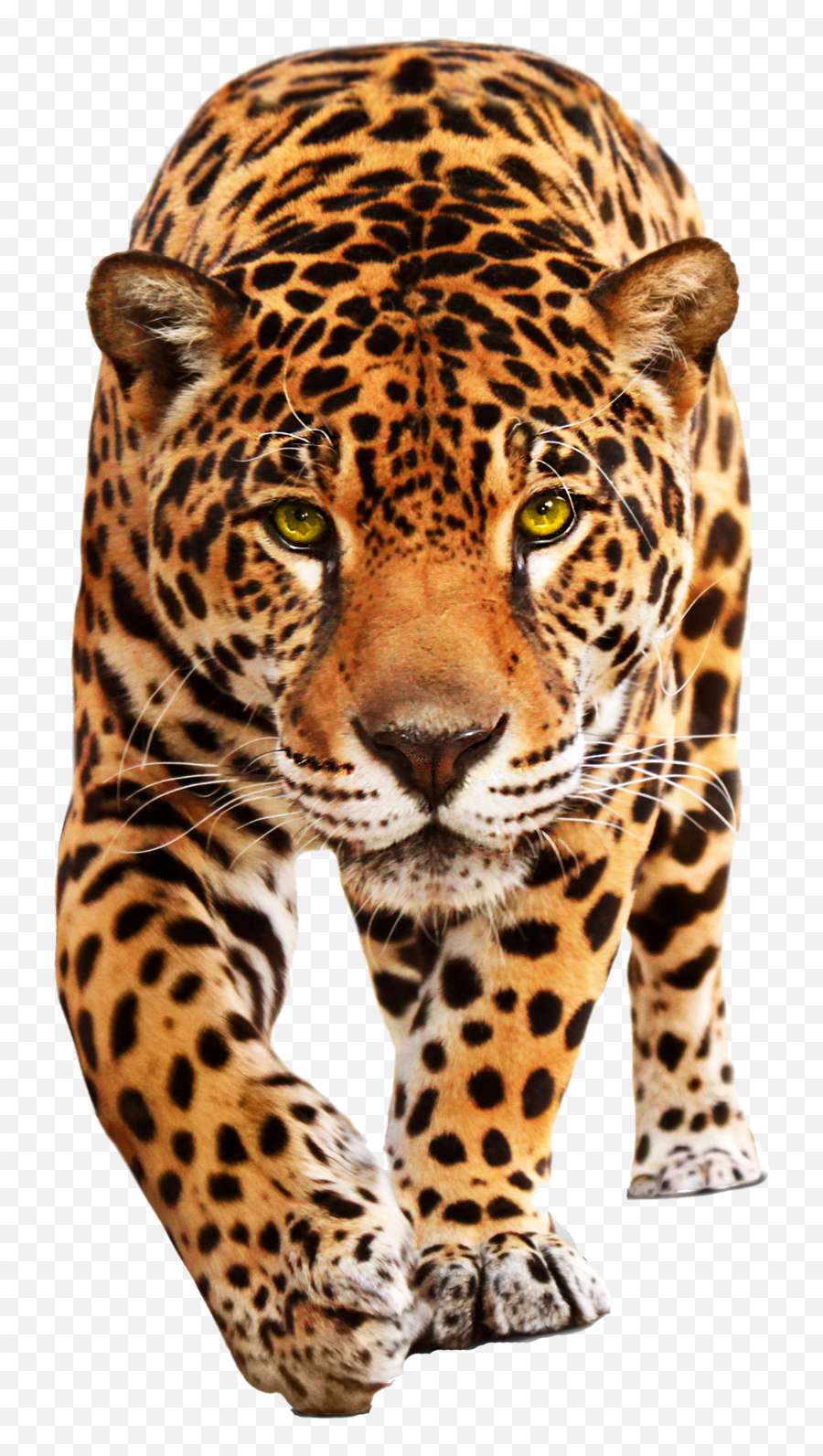 Jaguar Cars Leopard Jaguar Xf - Cheetah Png Download 800 Emoji,Tiger Emoji Leopard Emoji