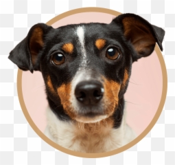 Vet Clinic In Calumet City U0026 Dolton Il Animal Clinic Emoji,Dog Emotions Video