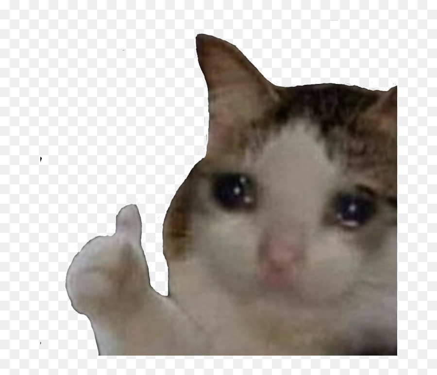 Sadcatthumbsup - Discord Emoji Crying Cat Thumbs Up Meme Template,Crying Em...
