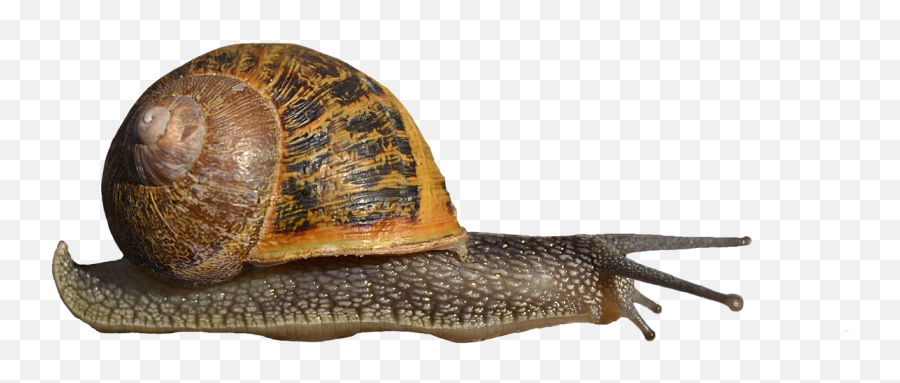 This Is A Snail - Album On Imgur Giant African Snails Png Emoji,Can Custom Emoticons Be Used In Escargot
