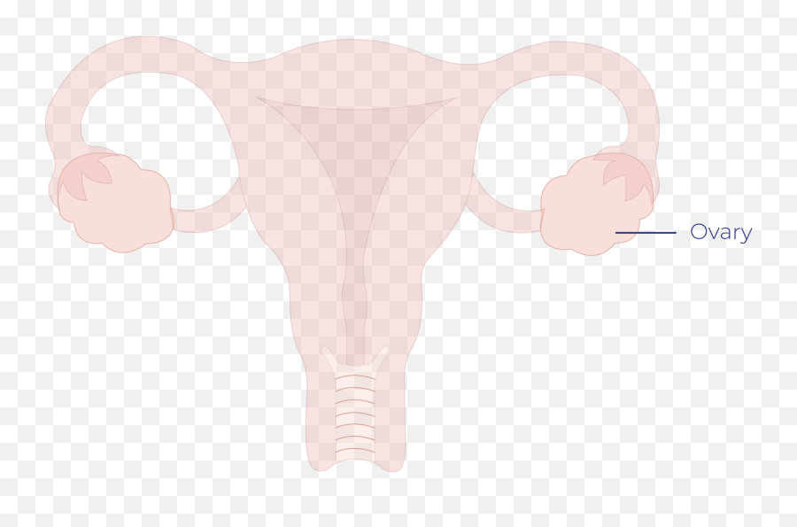 Ovarian Cancer - Ovarian Cancer Transparent Emoji,Entrance Ovary Emotion
