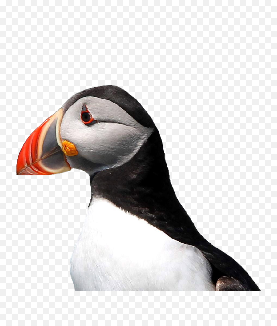 Puffin Bird Cute Pngs Png Sticker - Atlantic Puffin Emoji,Puffin Emoji