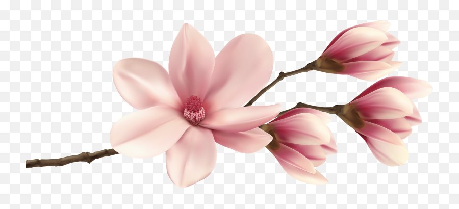 Spring Magnolia Branch Png Clip Art Image - Pink Magnolia Magnolia Flower Clipart Png Emoji,Violet Flower Emoji