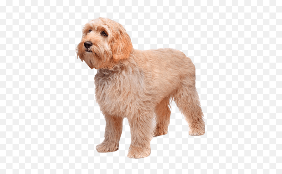 Labradoodle Temperament Lifespan Grooming Training Petplan Emoji,Two Emotions Of Dog Happy And Sad