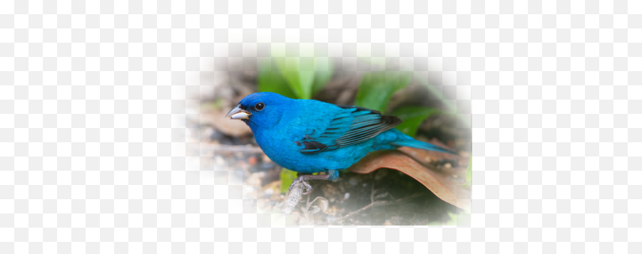The Indigo Bunting Coleu0027s Bird Of The Month For July Emoji,Bird Emoticon For Facebook