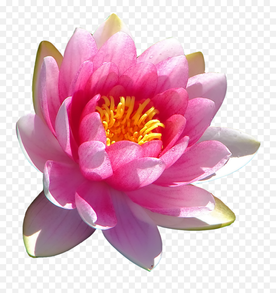 Lotus Lotusflower Flower Sticker By Maria Cristina - Water Lily Emoji,Lotus Emoji