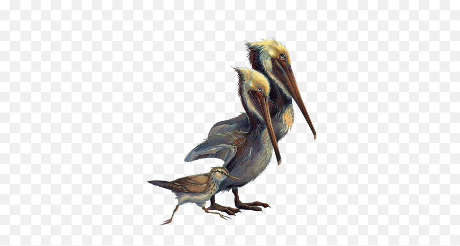 Pelicans Walking Png - 2565 Transparentpng Brown Pelican Emoji,Pelican Emoji