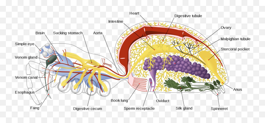 Spiders Articles - Encyclopedia Of Life Do Spiders Have Brain Emoji,Vestidos De Gala Miss Brasil Be Emotion 2019