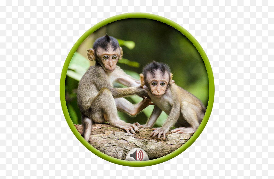 Monkey Sounds U2013 Aplicaii Pe Google Play Emoji,Rhesus Macaque Emotion Face