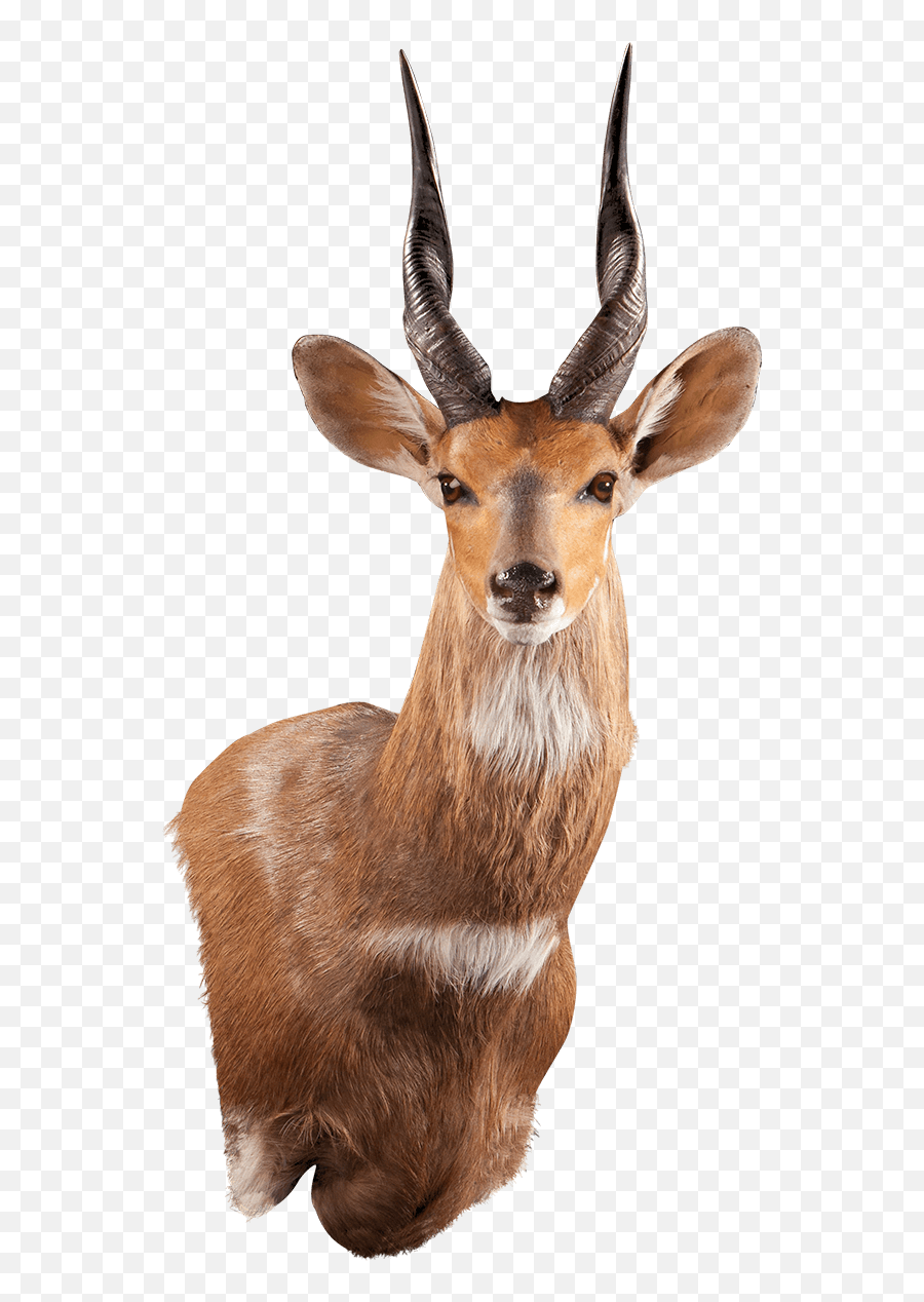 Zebra Zb108 Our Work Kanati Studio Emoji,Deer Head Emoji