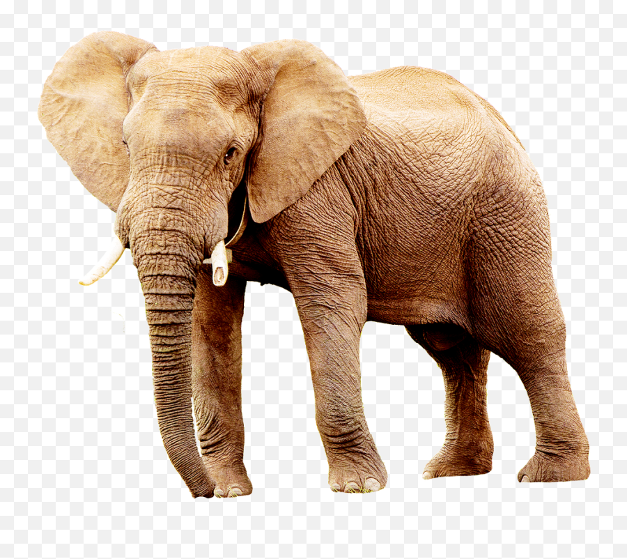 Elephantanimalanimalsafricaportrait - Free Image From Animals Pictures Without Background Emoji,Elephant Touching Dead Elephant Emotion