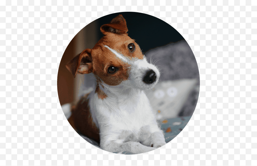 Dottyu0027s Blog Reviews Of Dog Friendly Places U0026 Dog Products Emoji,Bbc Dogs Emotions