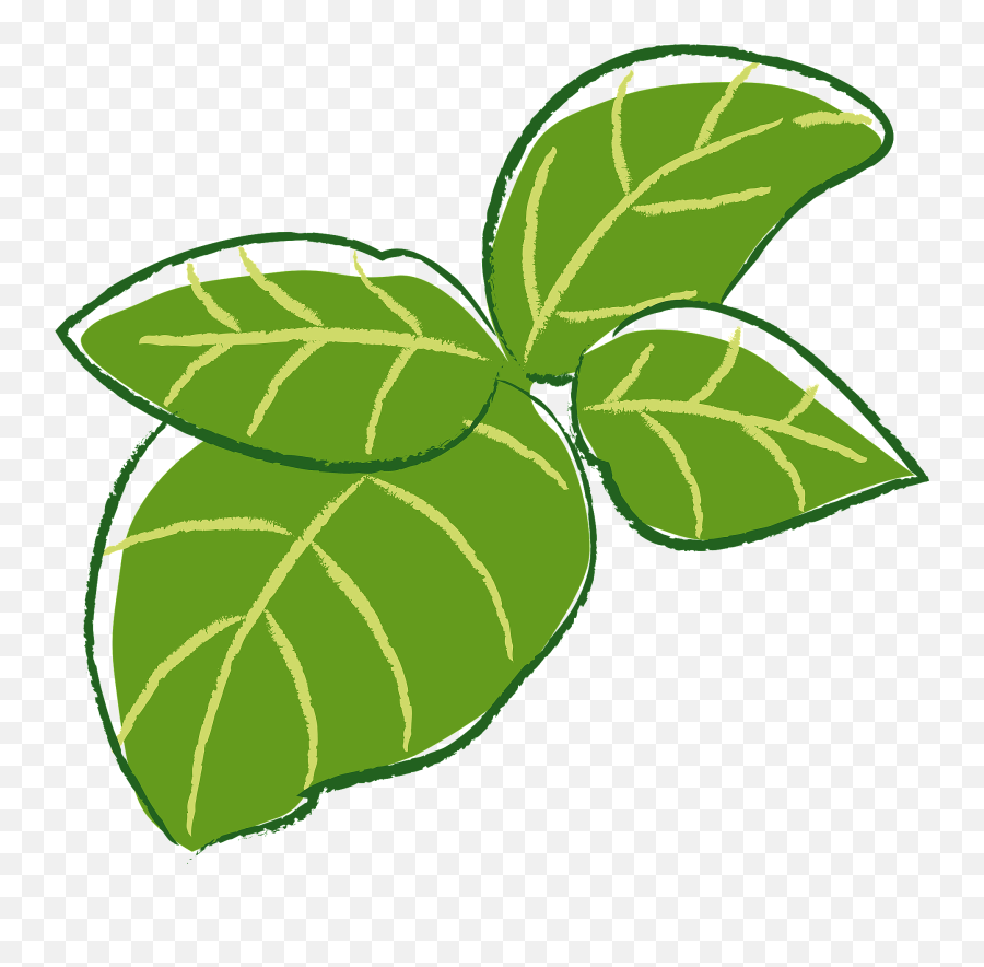 Basil Herb Leaves Clipart - Basil Leaves Clipart Png Emoji,Herb Emoji