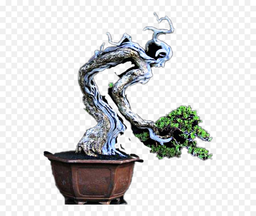 Bonsai Sticker - Bonsai Emoji,Bonsai Emoji