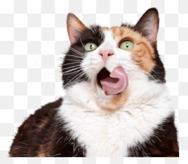 Cat Insurance Plans Pumpkin Emoji,Cat Emotions Ear Chart