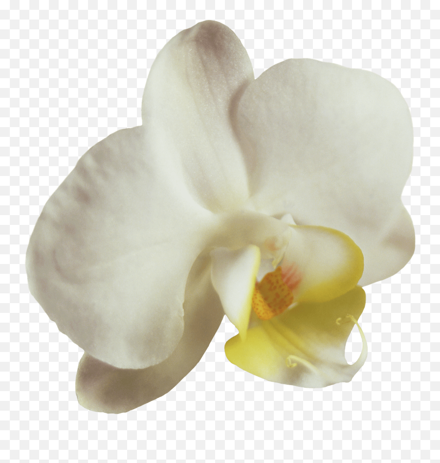 Orchid Essences - Moth Orchid Emoji,Flowers As Human Emotion Art