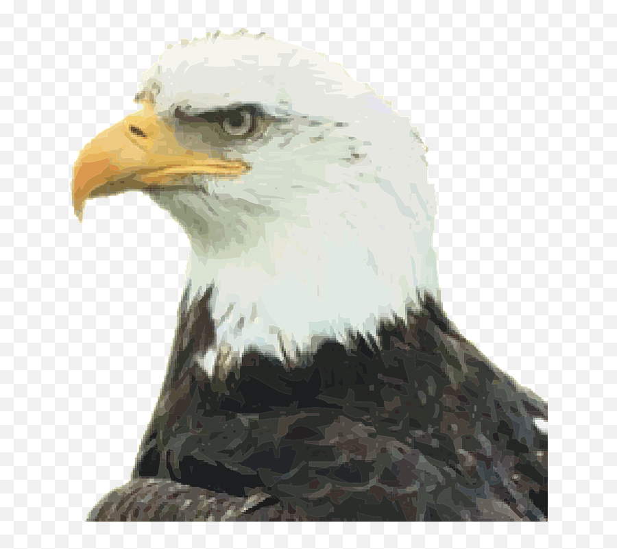 Prey Raptor Eagle Bird - Jove Bird Emoji,The Emotions Of Eagles