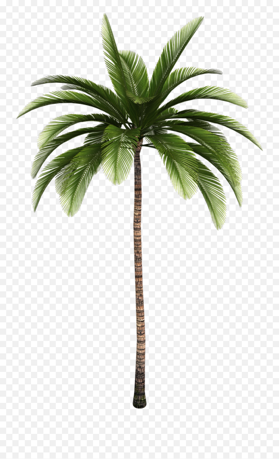 Isolated Tree Tree Palm Tribe Aesthetic Branches - Palma De Cera En Png Emoji,Tropical Emoji Isolated Tree Tree Palm Tribe Aesthetic Branches - Palma De Cera En Png Emoji,Tropical Emoji