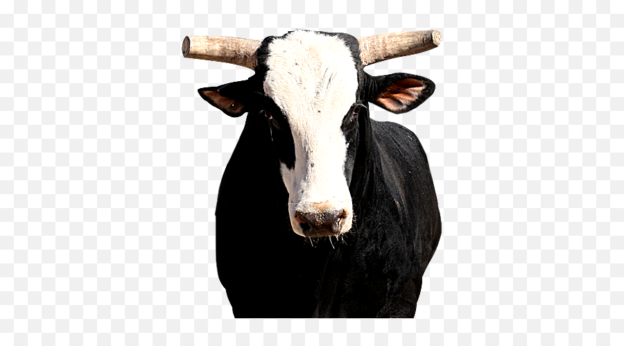 48 Bulls And Cows Ideas Bull Bull Riding Animals - Bones Bucking Bull Emoji,Dibujos De Emojis De Baby Yak Yak