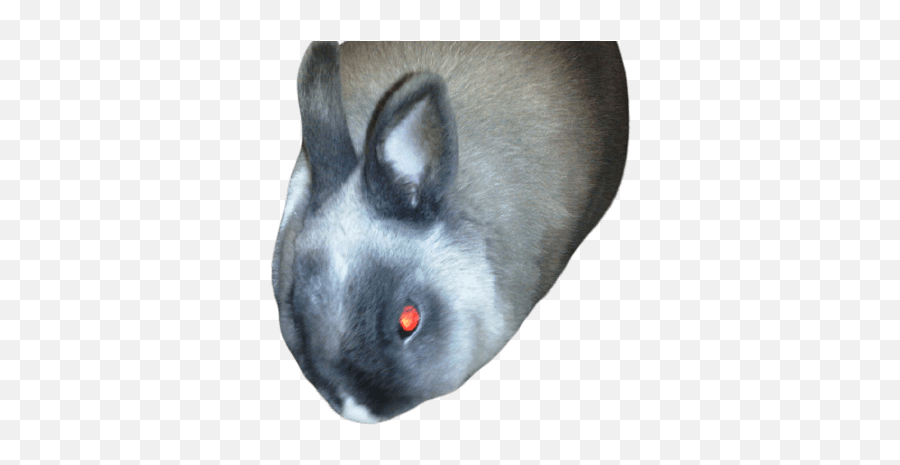 How To Know If A Rabbit Is Mad Sad And Stressed - Domestic Rabbit Emoji,Angry Emotions Rabbit Childrens Book