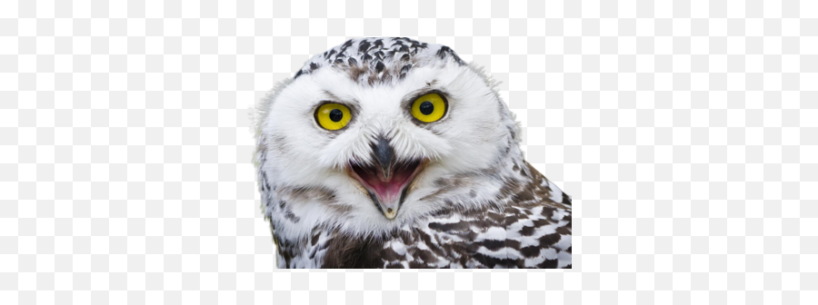 Owl Meme Stickers - Bubo Scandiacus Emoji,Owl Emoticon For Text Messages