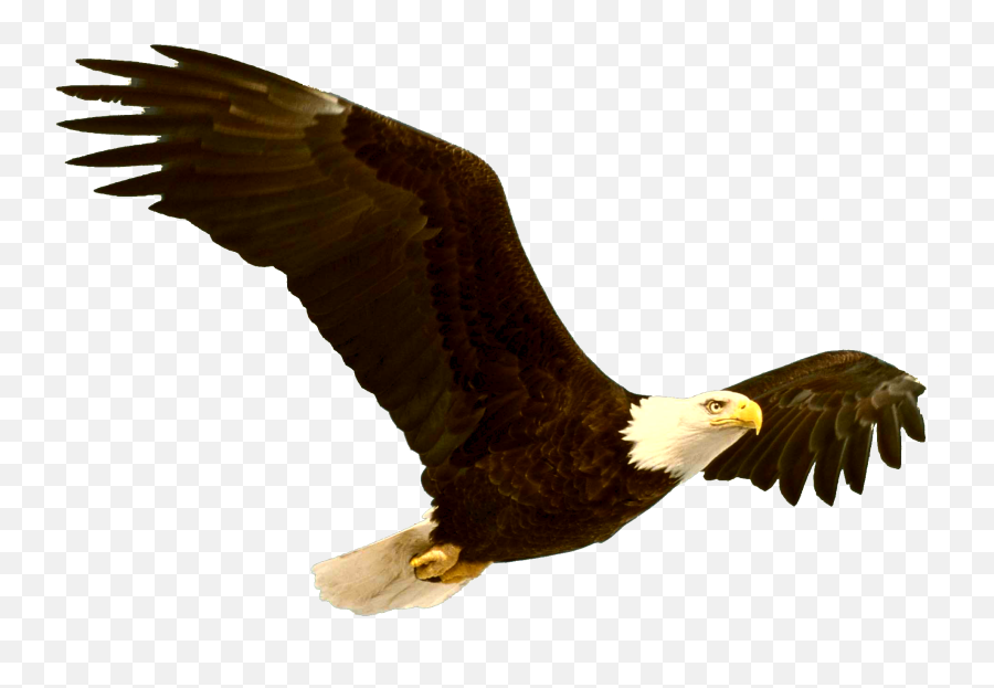 Bald Eagle Bird Clip Art - Eagle Png Download 21641673 Bald Eagle Emoji,Bald Eagle Emoji