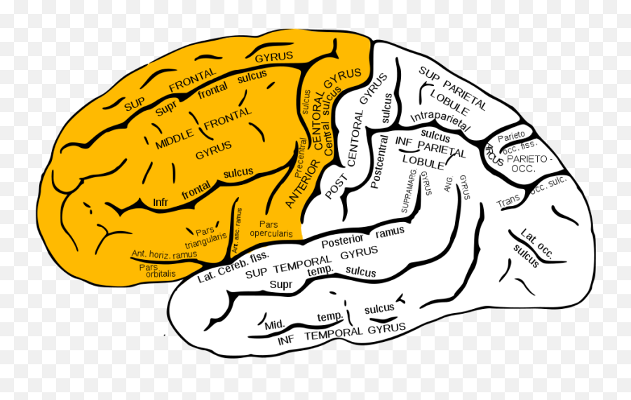 Frontal Lobe Seizure - Frontal Lobe Function Emoji,Frontal Lobe Emotion