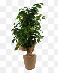 Catalog - Clickpax Emoji,Houseplant Emoji